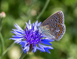 Schmetterling an einer Kornblume