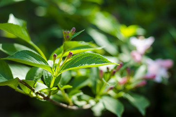 Weigel shrub flowers
