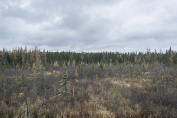 Autumn land of gray bushes and colorful trees