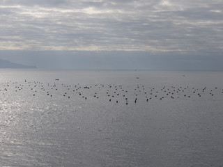 breeding mussels in Naples