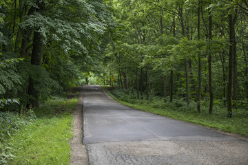 Road in the Woods