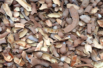 tamarind shell heap, tamarind texture shell background