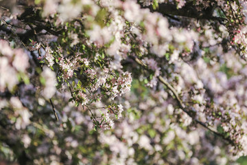 Trees Blooming in Spring