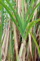 Obraz premium Sugar cane tree plantation, Sugarcane leaves fresh green close-up