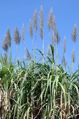 Sugar cane flower, Sugarcane plantation, Sugarcane plants grow in field, Plantation Sugar cane tree farm, Background of sugarcane field