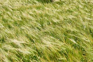 young wheat field as background, bright sun, beautiful summer landscape