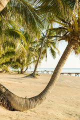 Tropical Beach Palmtree