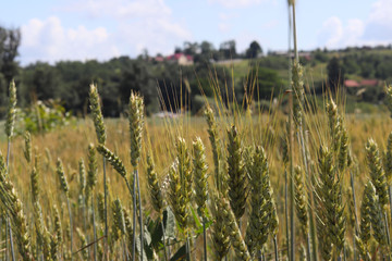 A field of rye and barley. Maturation of the future harvest. Agrarian sector of the agricultural...
