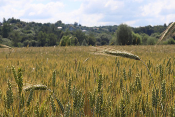 A field of rye and barley. Maturation of the future harvest. Agrarian sector of the agricultural...
