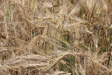 A field of rye and barley. Maturation of the future harvest. Agrarian sector of the agricultural...