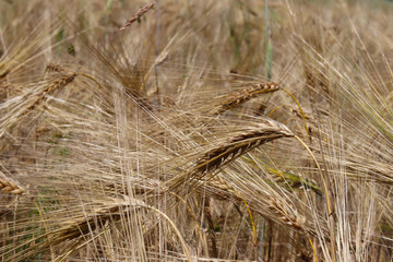 A field of rye and barley. Maturation of the future harvest. Agrarian sector of the agricultural industry. Plant farm. Growing of cereal crops. Source of food and well-being.