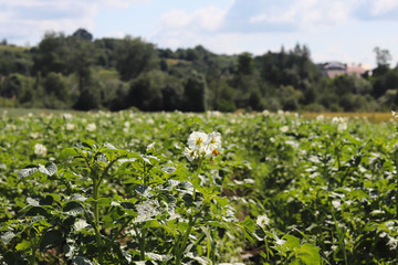 Green potato bushes blooming white on the plantation. Maturation of the future harvest. Agrarian...