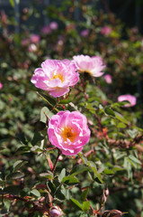 Fototapeta na wymiar Blooming rosa canina or dog rose pink flowers in sunlight vertical