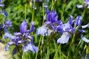  Iris sibirica blue flowers in green
