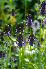 phyteuma spicatum or spiked rampion purple flowers vertical