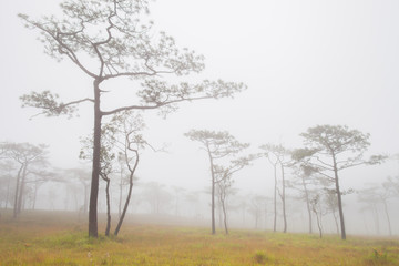 Beautiful forest green tree with foggy cloudy at raining season located north of Thailand