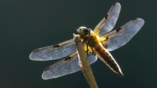 Four-spotted chaser 