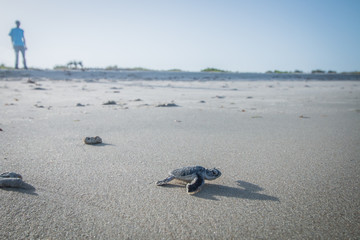 Baby groene zeeschildpad op weg naar de oceaan.