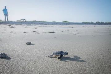 Afwasbaar Fotobehang Schildpad Baby groene zeeschildpad op weg naar de oceaan.