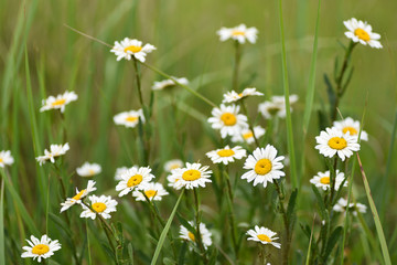 Macro Flower Chamomile Field