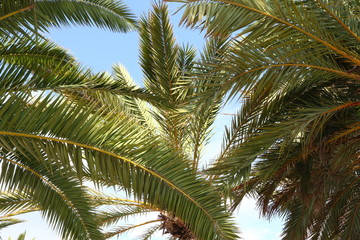 Fototapeta premium Palmen unter blauem Himmel