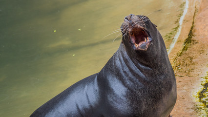 Sea Lion yawning  - Otariinae