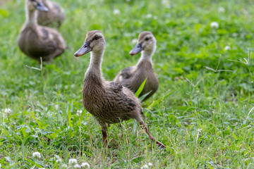 The baby birds of Grey duck in the Toneri park in Tokyo, Japan / Toneri park is a public park in Tokyo