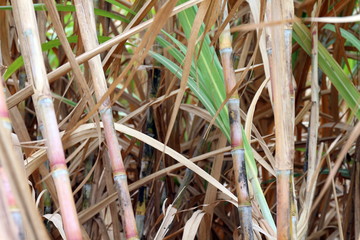 sugar cane fresh, plantation sugarcane, sugarcane farm, background sugar cane, sugarcane agriculture