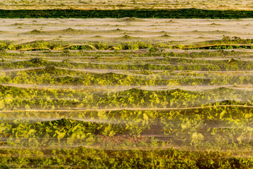 Field of lattice covered with shade net in sun