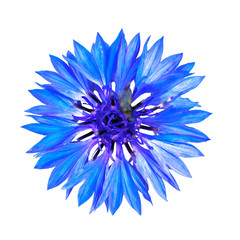 isolated cornflower blue on a white background