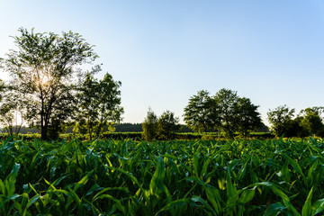 Field of corn in the sun countryside