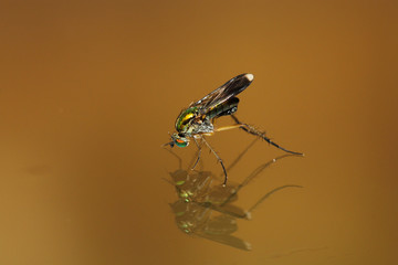 Semaphore Fly - Poecilobothrus nobilitatus
