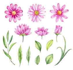 Watercolor hand painted wildflowers,leaves and branches isolated on white background.