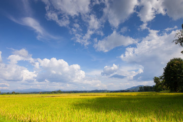 Rice green field in front of mountain under clear sky landscape view located at north of Thailand
