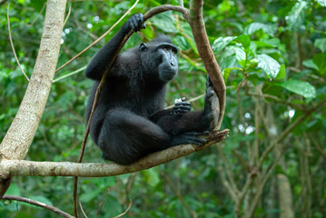 Celebes crested macaque (Macaca nigra), Tangkoko, Sulawesi, Indonesia