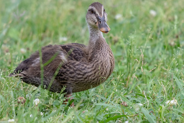 The baby birds of Grey duck in the Toneri park in Tokyo, Japan / Toneri park is a public park in Tokyo
