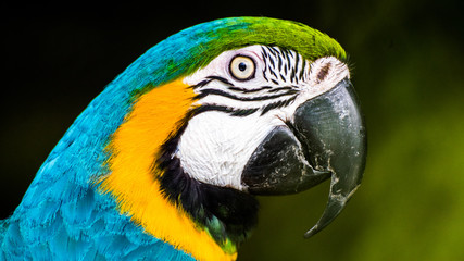 Blue & Gold Macaw - Ara ararauna