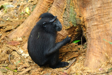 Celebes crested macaque (Macaca nigra), Tangkoko, Sulawesi, Indonesia