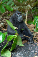 Celebes crested macaque (Macaca nigra), Tangkoko, Sulawesi, Indonesia