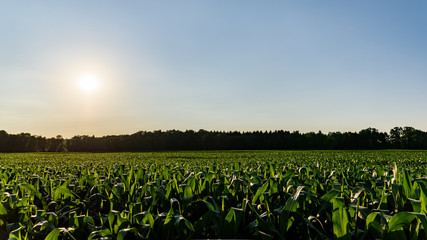 Field of corn in the sun countryside