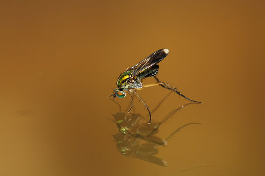 Semaphore Fly - Poecilobothrus nobilitatus