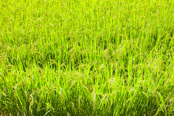 Rice green field in front of mountain under clear sky landscape view located at north of Thailand