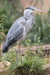 Graureiher (Ardea cinerea) grey heron