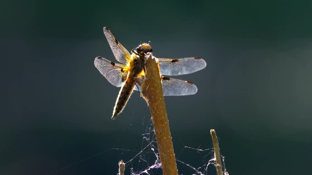 Four-spotted chaser (Libellula quadrimaculata)