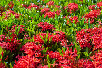 A red color Rauvolfia in garden