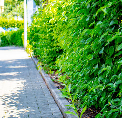 Busch am Gehweg | Grüne Stadt Landschaft
