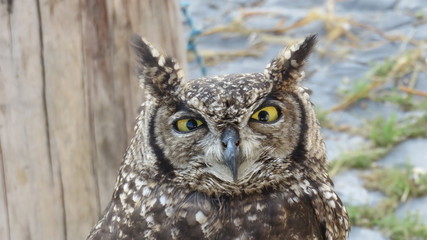 African real owl