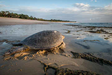 Obraz premium Female Green sea turtle on the beach.
