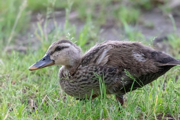 The baby birds of Grey duck in the Toneri park in Tokyo, Japan / Toneri park is a public park in Tokyo