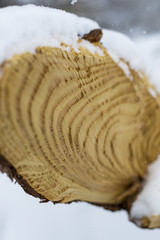 Tronc d'arbres aux Orres